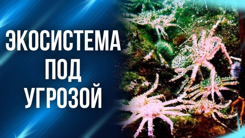 Люди создали морского монстра своими руками