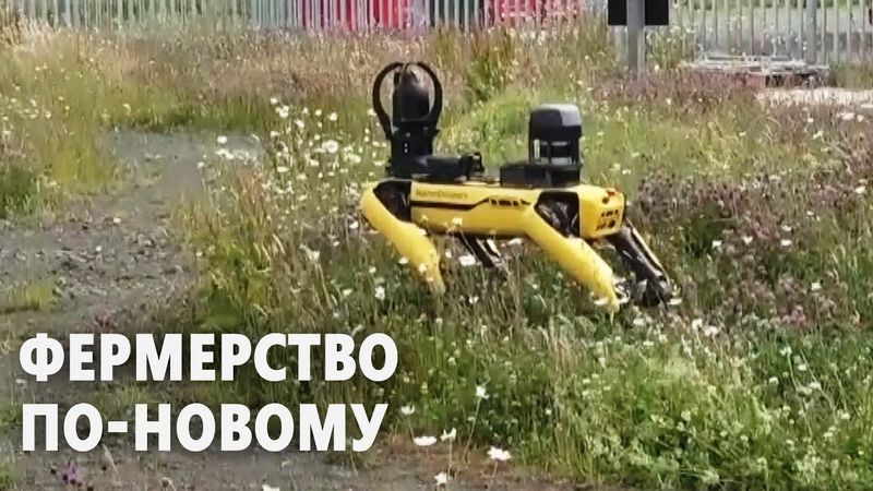 Роботы-собаки будут помогать фермерам выращивать урожай