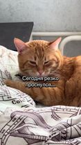 Кот и его работа🫢😂#смехдослез #реки #подпишись #коты #глобальныереком...