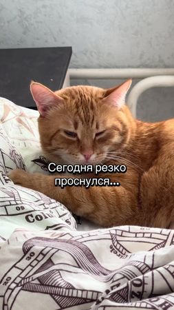 Кот и его работа🫢😂#смехдослез #реки #подпишись #коты #глобальныереком...