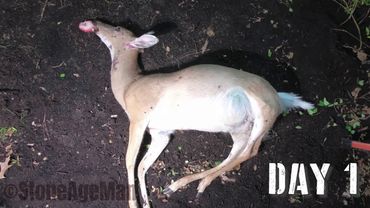 تحلل جثة حيوان