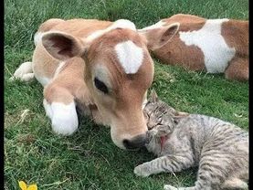 😺 Super funny videos with cats and kittens to lift your spirits! 🐈 Smile! 😸