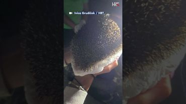 🦔 Jež u nevolji, susjedi u akciji - srce Varaždina na djelu 🥰