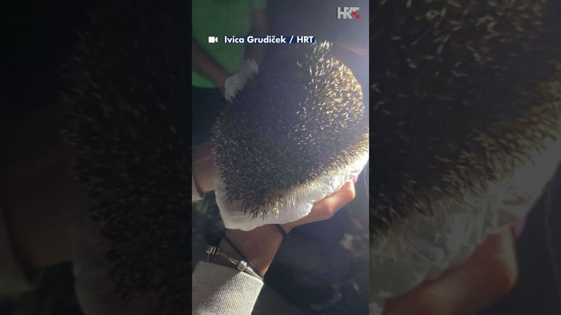 🦔 Jež u nevolji, susjedi u akciji - srce Varaždina na djelu 🥰