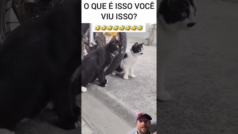 #funny #humor #pets #cat