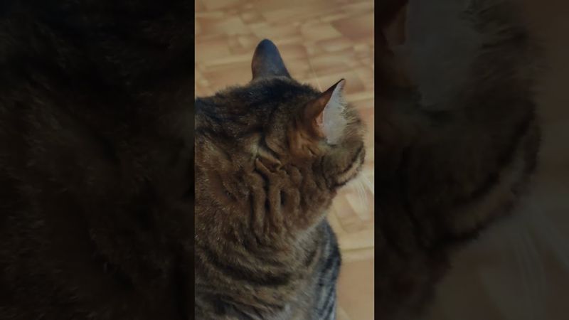 Превратила себя в старуху🙀🫢🤔🤣 #cat #кот #юмор #котушка #приколы #кино