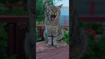 Все хотят 🙀🤔😉🤣 #cat #кот #юмор #котушка #приколы #цитаты #смех