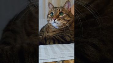 Лучший сосед 🤔😉☝️🤣 #cat #кот #юмор #котушка #приколы #цитаты