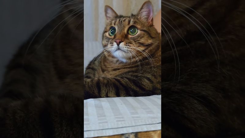 Лучший сосед 🤔😉☝️🤣 #cat #кот #юмор #котушка #приколы #цитаты