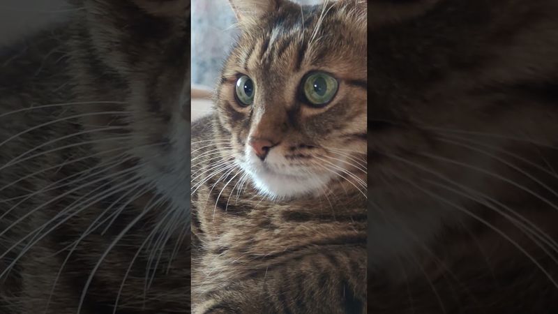 Закономерность ☝️🙀🤔🤣 #cat #кот #юмор #котушка #приколы #цитаты