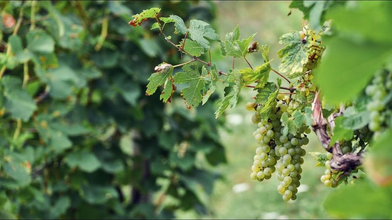 Plodovi zemlje, 18. svibnja 2025.