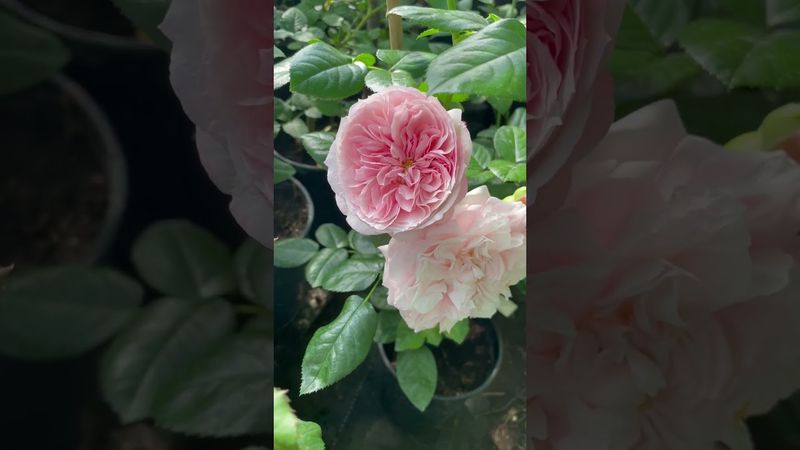 Роза «Шато Барберолис»🥀 Каталог rozi-yulii.ru🥀 #саженцыроз #розы