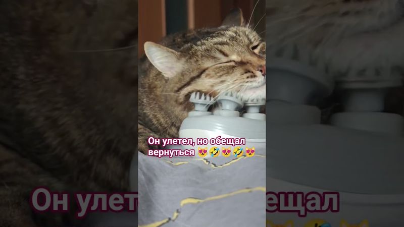 Улёт ✈️😺😻🤣#cat #кот #юмор #music #nostalgia #котушка #приколы