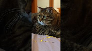 Чистые носки 😉🙀🤗🤣 #cat #кот #юмор #котушка #приколы #цитаты #шутки