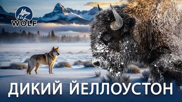 ДИКИЙ ЙЕЛЛОУСТОН | Безжалостные хищники и величественная дикая природа #дикаяприрода | WOLF