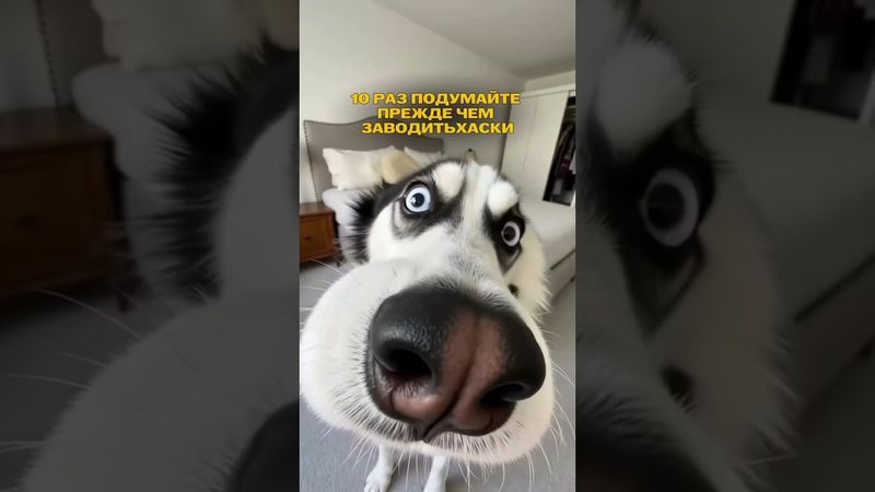 Husky Хаски маламут волк #хаскибайкал #лесной #husky #huskylife