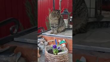 Если женщина не права🙀🙏😻🤣#cat #кот #юмор #котушка #фильм #кино #цитаты #приколы