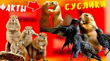Суслики - зверьки про которых вы много не знали