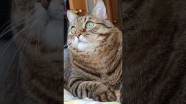 Секс бомба 💣🙀😉🤣 #cat #кот #юмор #котушка #цитаты #приколы #шутки