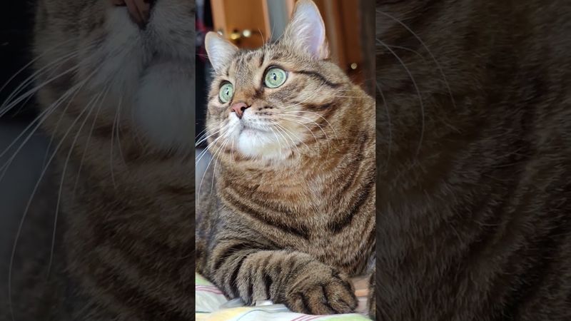 Секс бомба 💣🙀😉🤣 #cat #кот #юмор #котушка #цитаты #приколы #шутки