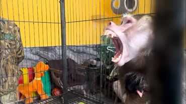 Лида КИНУЛАСЬ на МЕНЯ, а Люся встала между мной и злым гамадрилом и закрыла меня собой!