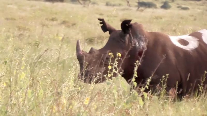 В кенийском заповеднике целую неделю надрезали уши носорогам