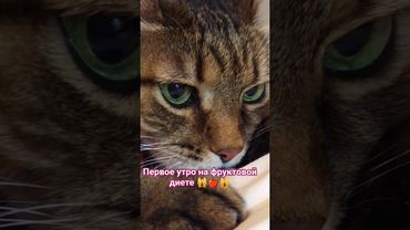 Настроение на нуле 🙀🤔😉🤣 #cat #кот #music #юмор #котушка #приколы