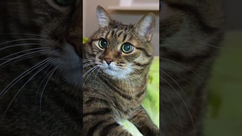 Она мне очень дорога🙀🤔😉🤣 #cat #кот #юмор #котушка #приколы #цитаты