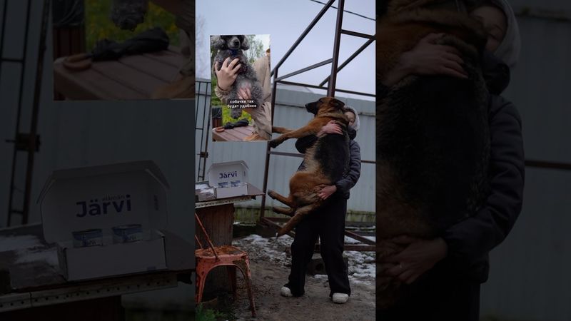 Рабочий лайфхак #животные #собаки #история #немецкаяовчарка #лайфхак