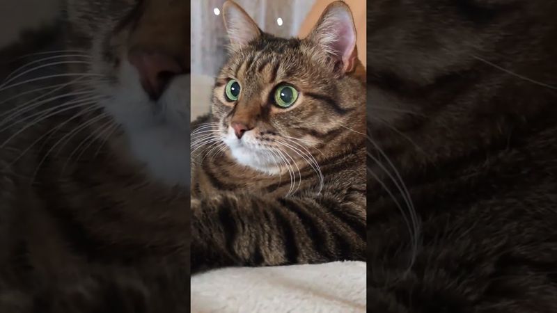 Лайнер на остановке ⛴️🚏🙀🤣 #cat #кот #юмор #котушка #приколы #цитаты #смех