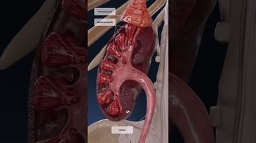 Как появляется моча?