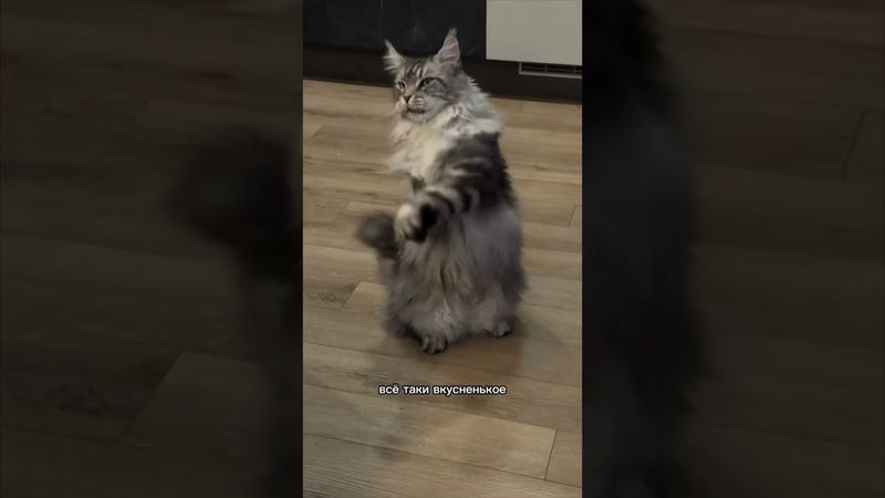 кот понимает хозяйку