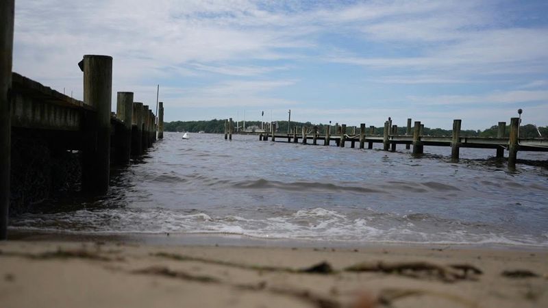 Oyster gardeners restore US population of water-cleaning mollusks | AFP