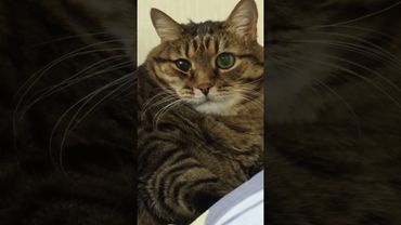 Когда прожил много🤔😉🙀😻 #cat #кот #юмор #котушка #цитаты