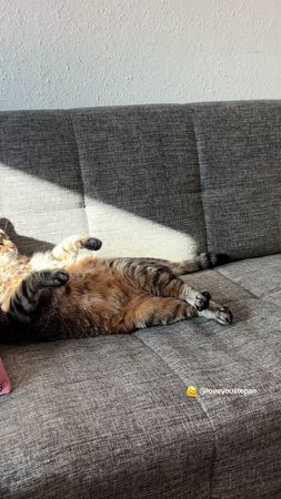 Catisfaction 💕🦭 