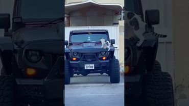 #cats #animalphotos #animalpictures #kittten #pets #cuteanimals