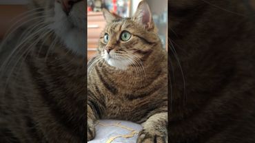 Про работу 🙀🤔😉🤣 #cat #кот #юмор #котушка #приколы #цитаты