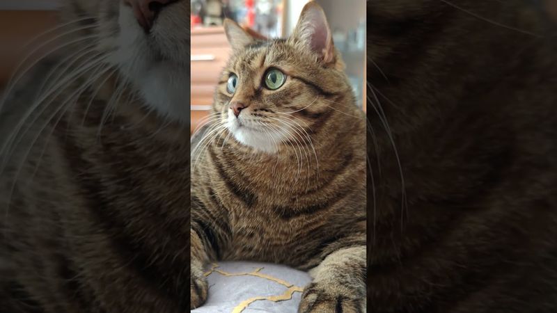 Про работу 🙀🤔😉🤣 #cat #кот #юмор #котушка #приколы #цитаты