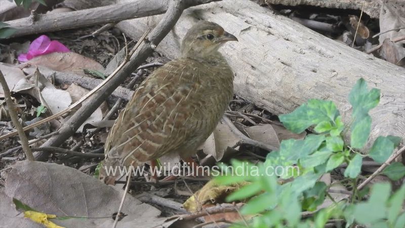 Partridge family train their chicks to sand bathe and feed, grazing around our Rudbeckia flower beds