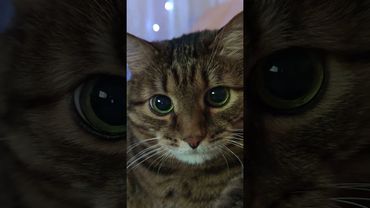 Хорошего мало 🙀🤔😉🤣 #cat #кот #юмор #котушка #приколы #funny #цитаты