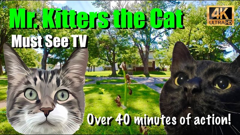 Mr. Kitters the Cat 📣🐈 Must See TV! Over 40 minutes of action! 🍿📺