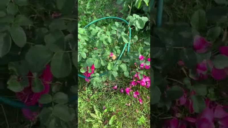 Сравнение канадской парковой розы морден руби и англичанина