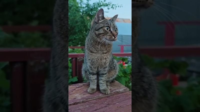 В каждом из нас 🙀😉🤗🤣 #cat #кот #юмор #котушка #приколы #funny #цитаты