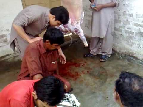Farooq Slaughtering Goat