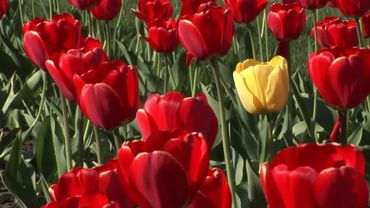 ФУТАЖ Тюльпаны