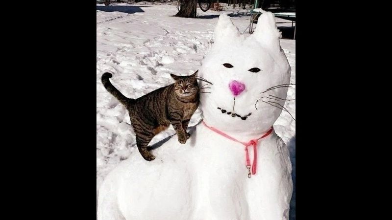 😺 Cats against snow! 🐈 Funny cat and kitten videos to lift your spirits! 😻