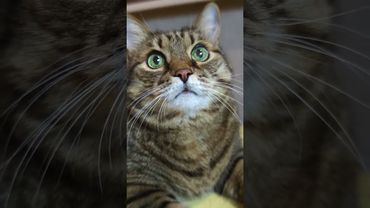 Как не работай 🙄🙀🤔🤣 #cat #кот #юмор #котушка #приколы #цитаты