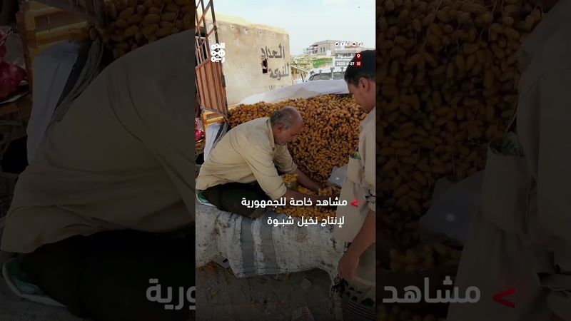 أسواق شبوة تبدأ استقبال بواكير إنتاج النخيل