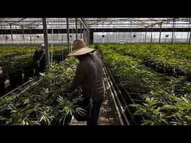 Agents clash with protesters during ICE raids at southern California marijuana farm