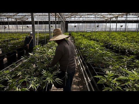 Agents clash with protesters during ICE raids at southern California marijuana farm